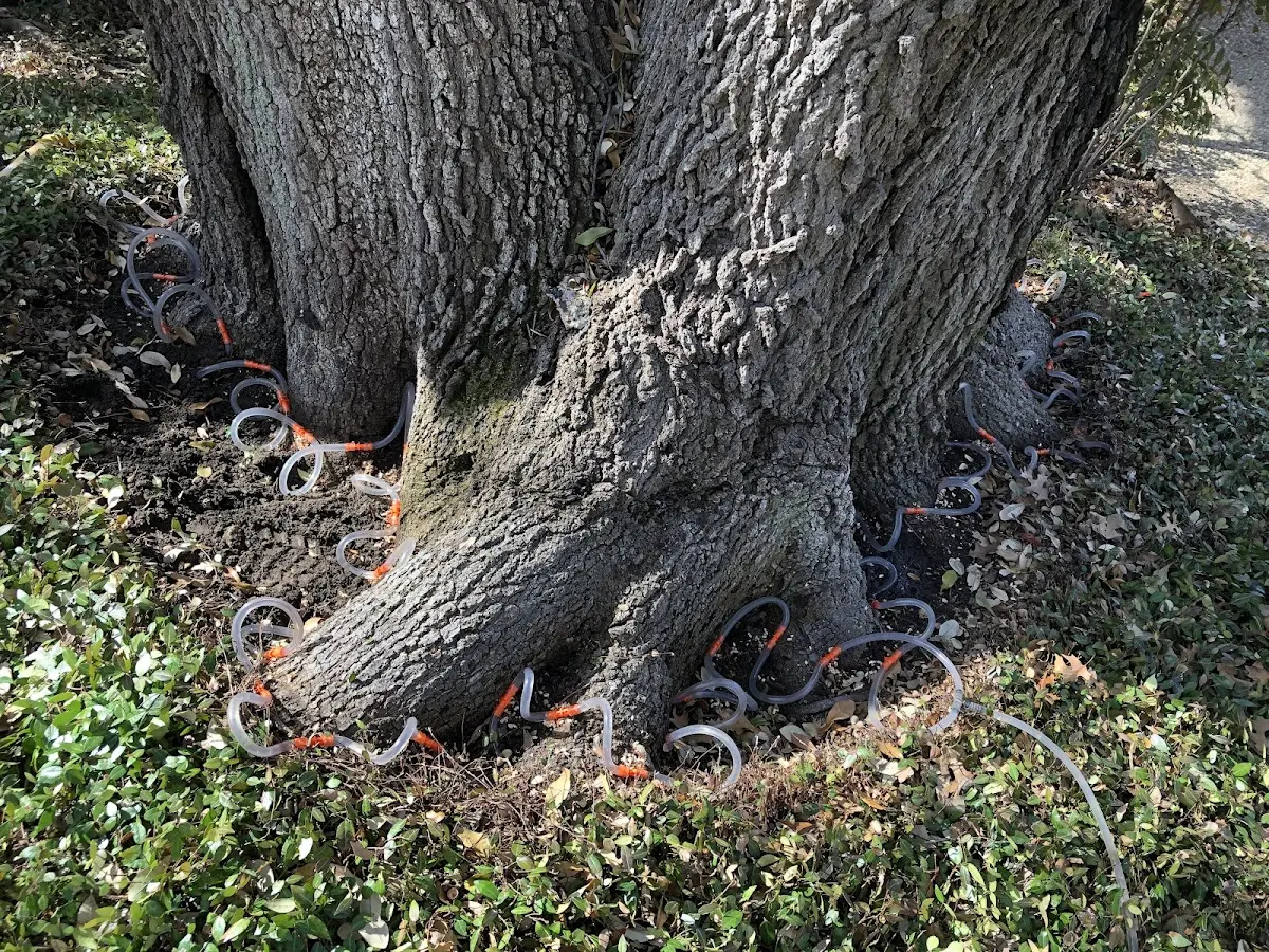Detailed Tree Cabling and Bracing job site in Cygnet