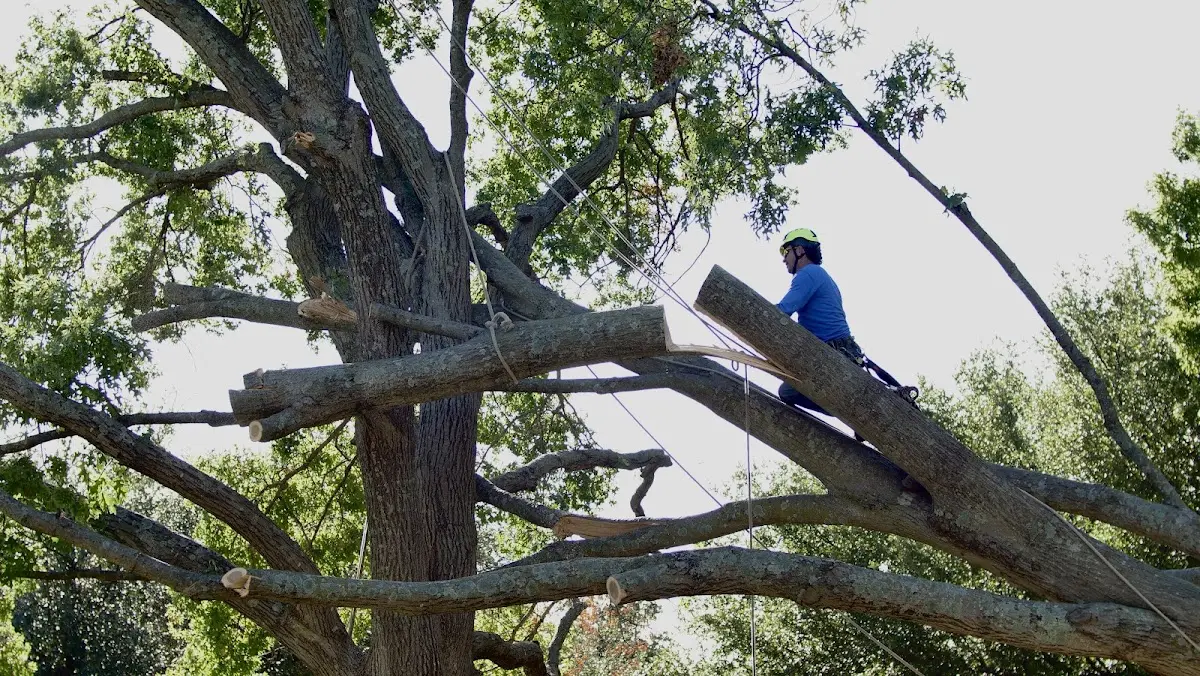 Professional Crown Thinning performed by certified arborists in Cygnet